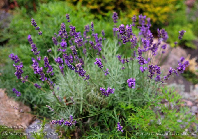 Lavandula angustifolia Hidcote Superior